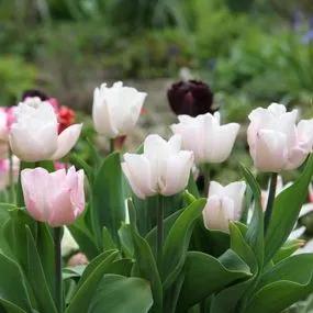 Rejoyce Tulip (Tulipa Rejoyce) Img 2